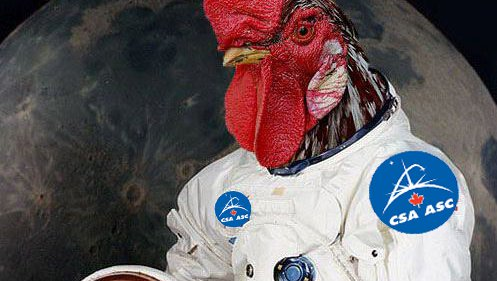 Image used to present the Peri Peri project: Captain Peri Peri, a rooster in a space suit