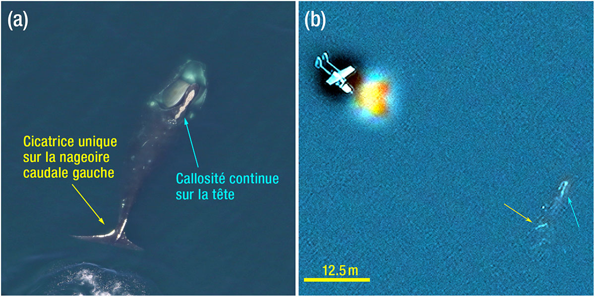 Halo baleine noire de l'Atlantique Nord