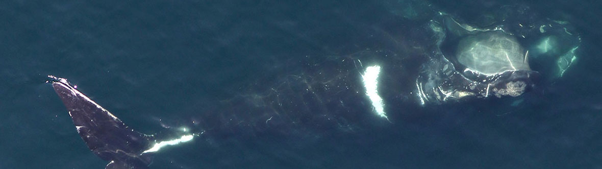 Baleine noire Ruffian