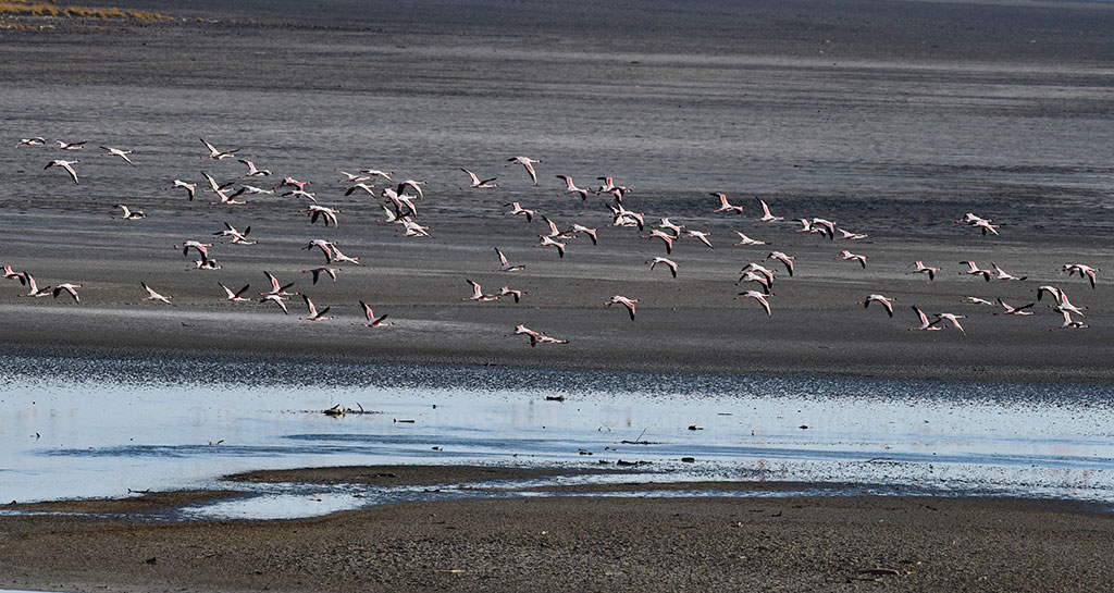 Lesser Flamingos in flight. (Credit: Roberta Bondar)