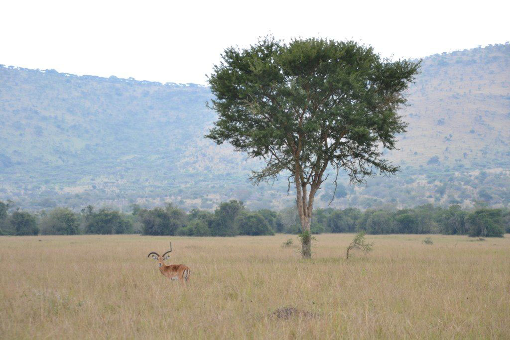 Akagera National Park. (Credit: Francois Terrier)