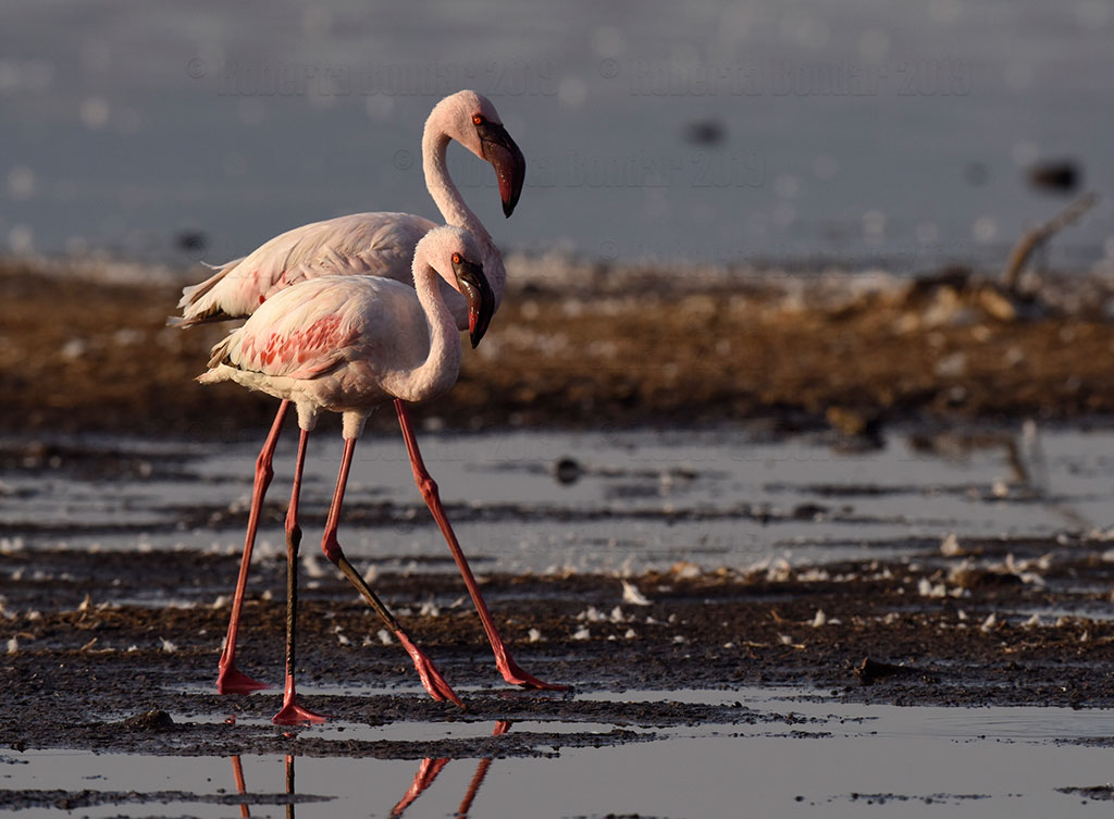 Lesser Flamingos walking, Lake Bogoria, Rift Valley, Kenya. (Credit: Roberta Bondar)