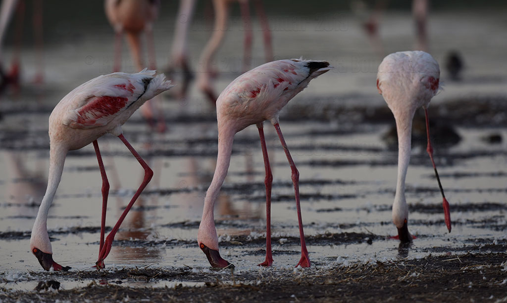 Lesser Flamingos feeding in Lake Bogoria, Rift Valley, Kenya. (Credit: Roberta Bondar)