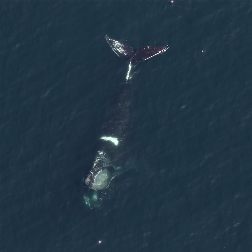 Aerial photo of a whale in the ocean with white scars on its back and tale.