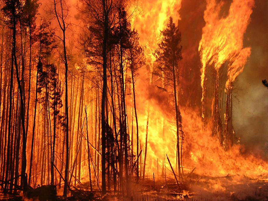 Les feux de forêt sont un problème grave au Canada.